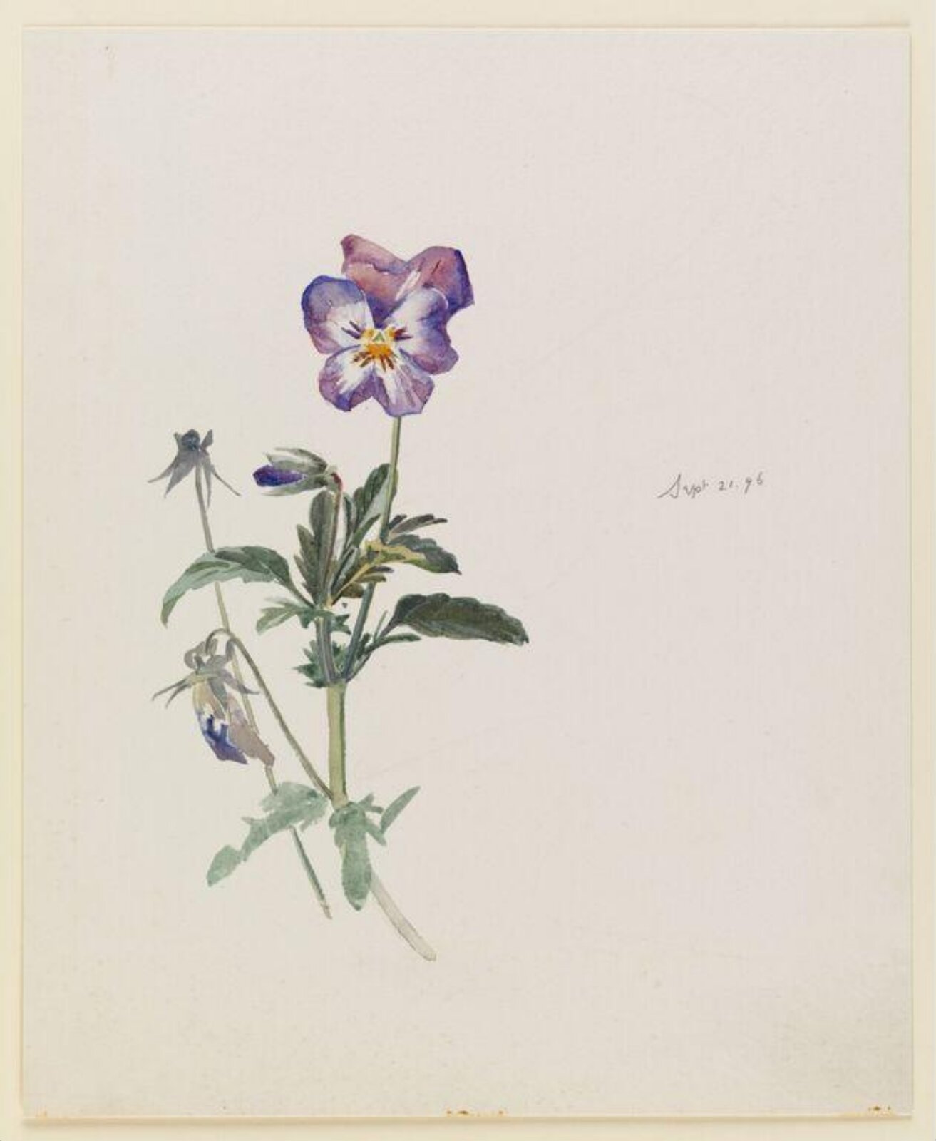 A pansy plant with buds, Beatrix Potter, 21 September 1896
