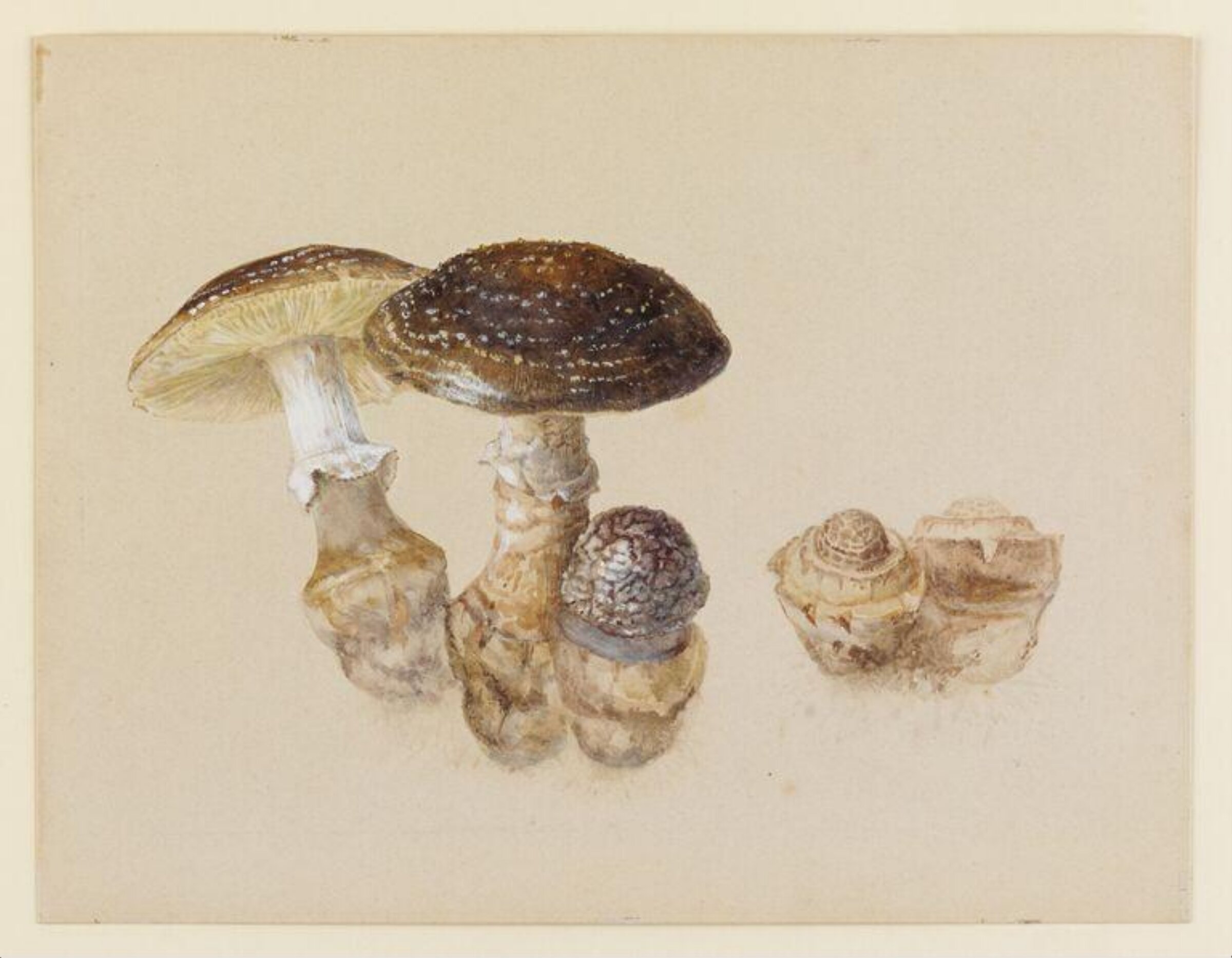 Study of mushrooms, Beatrix Potter, ca.1887-1901