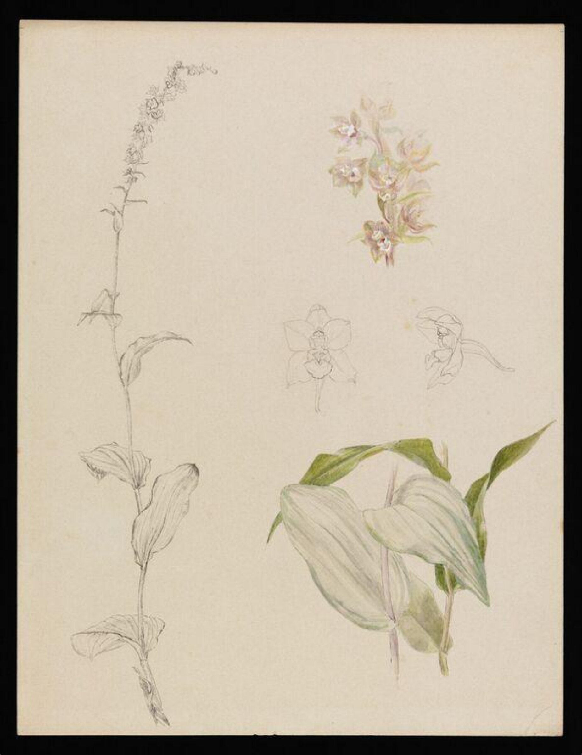 Sketches of marsh helleborine, Beatrix Potter, ca. 1890s