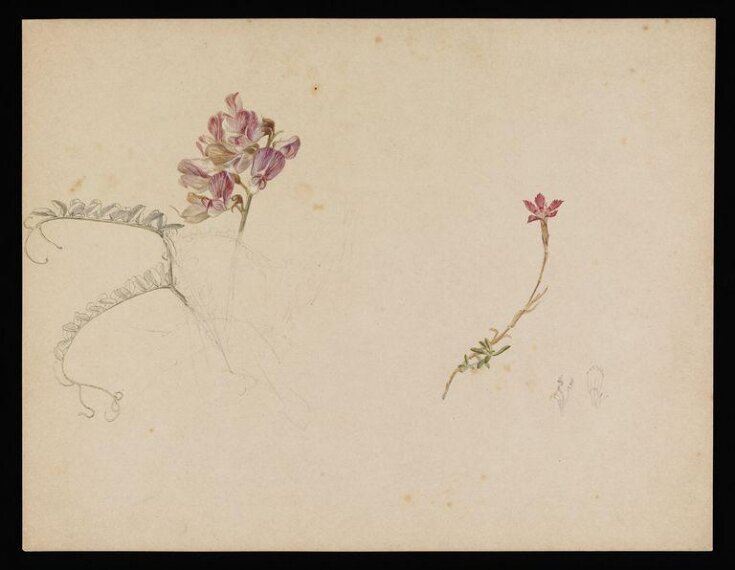 Flower studies; a flower similar to purple vetch and dianthus top image