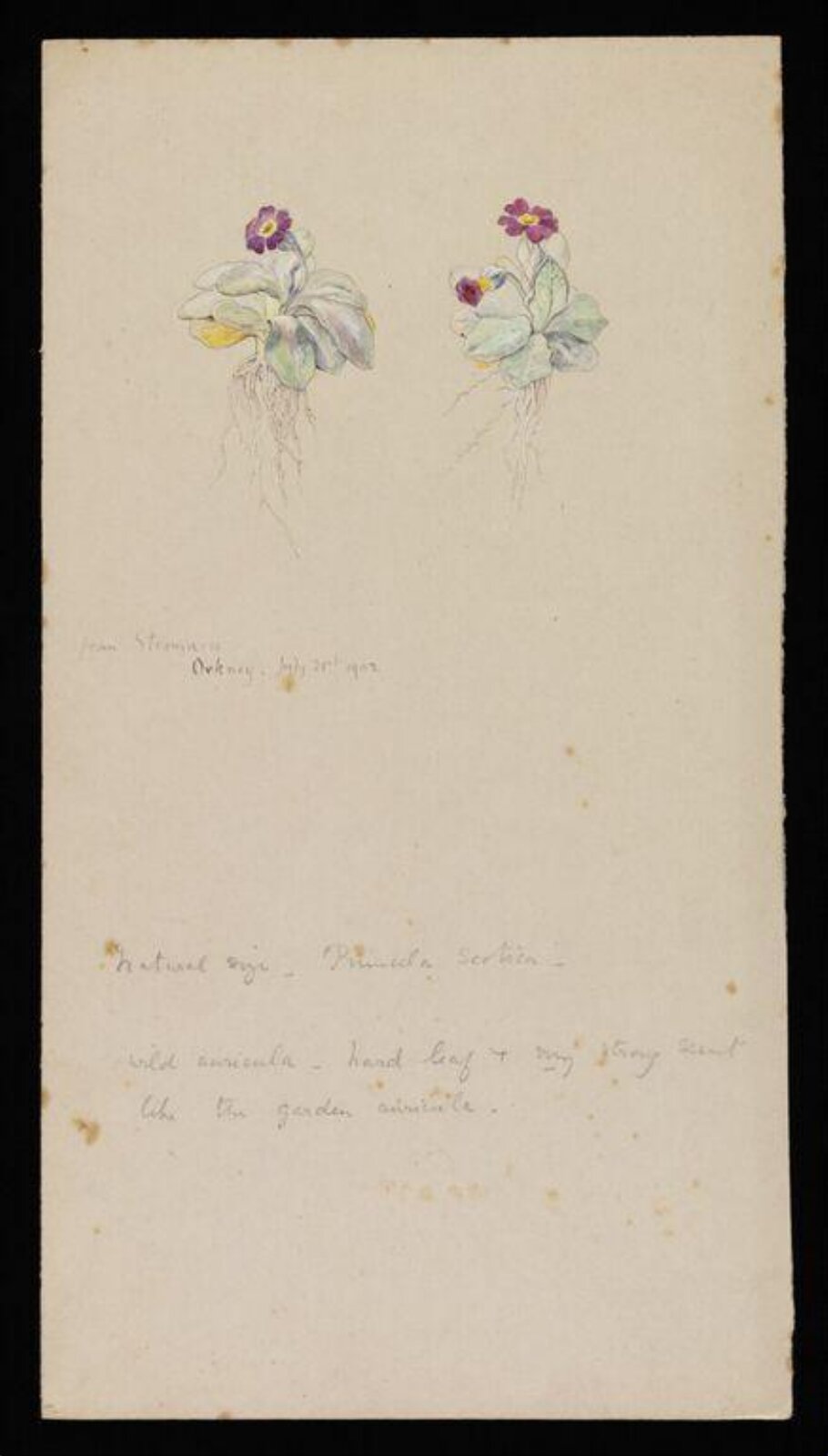 Primula Scotica, Beatrix Potter, 21/07/1902