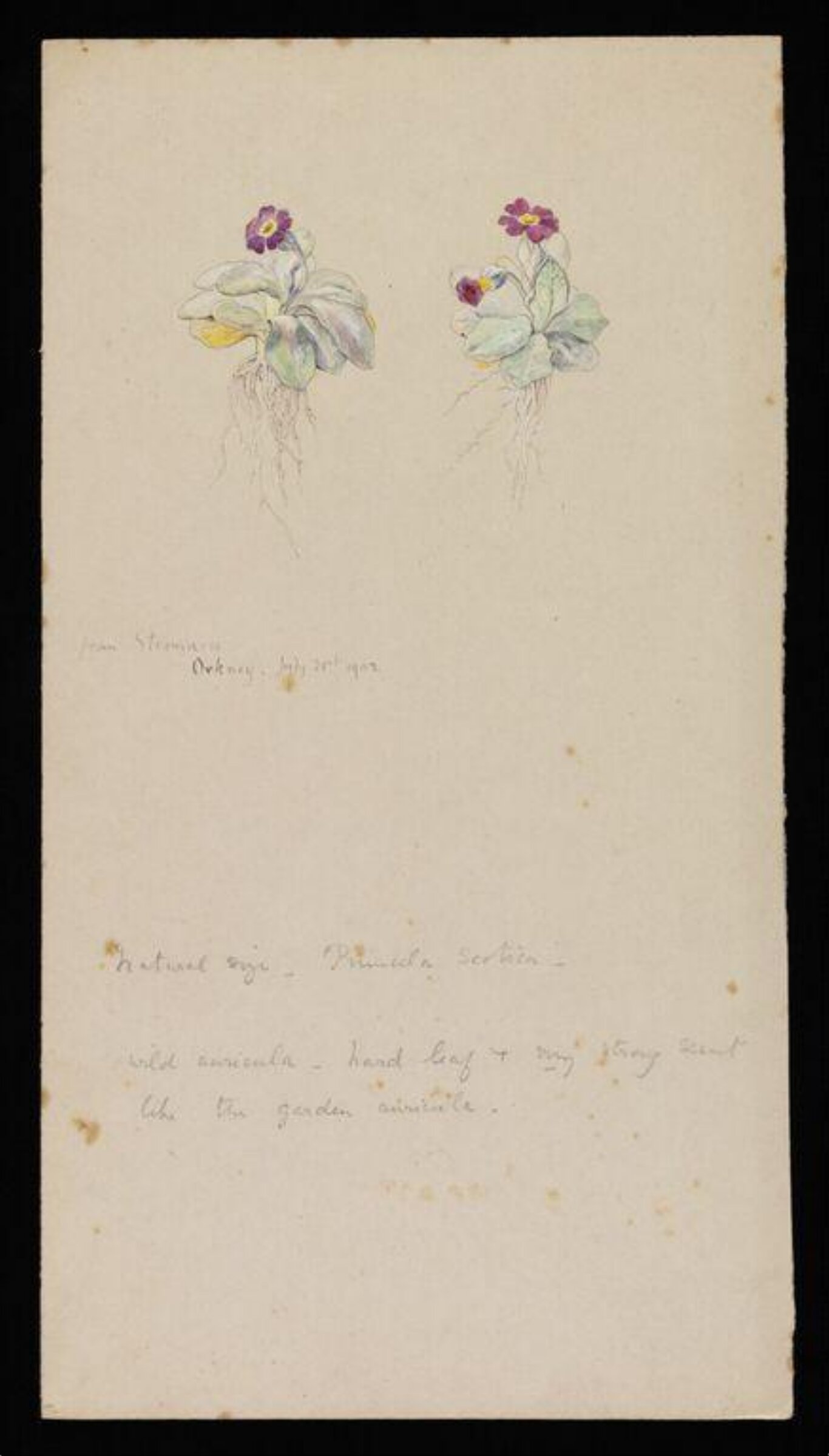 Primula Scotica, Beatrix Potter, 21/07/1902