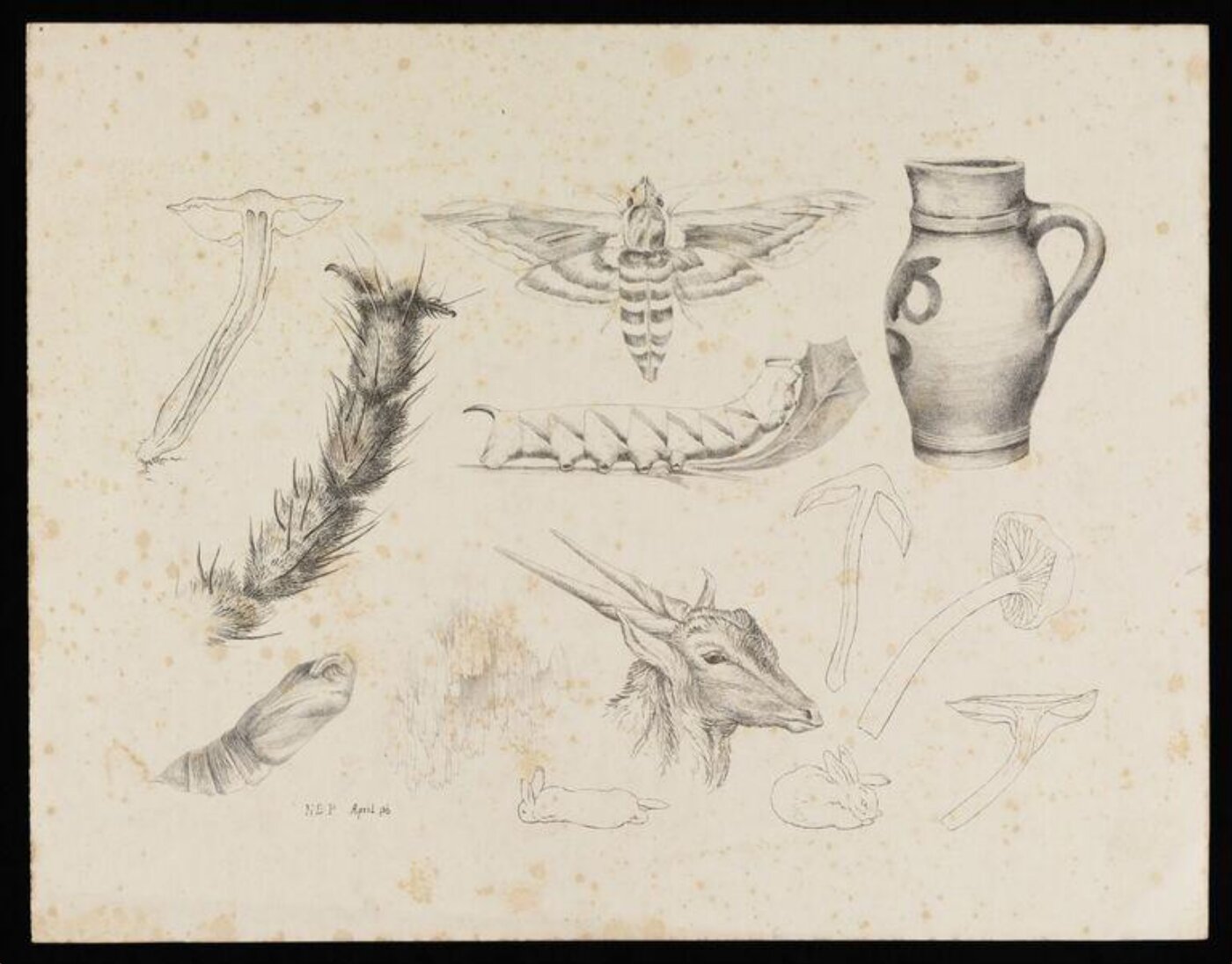 Potter, Beatrix, Lithograph with fungi, the magnified leg of a fly, studies of a privet hawk moth and its life-cycle, a jug, a gazelle's head and rabbits
