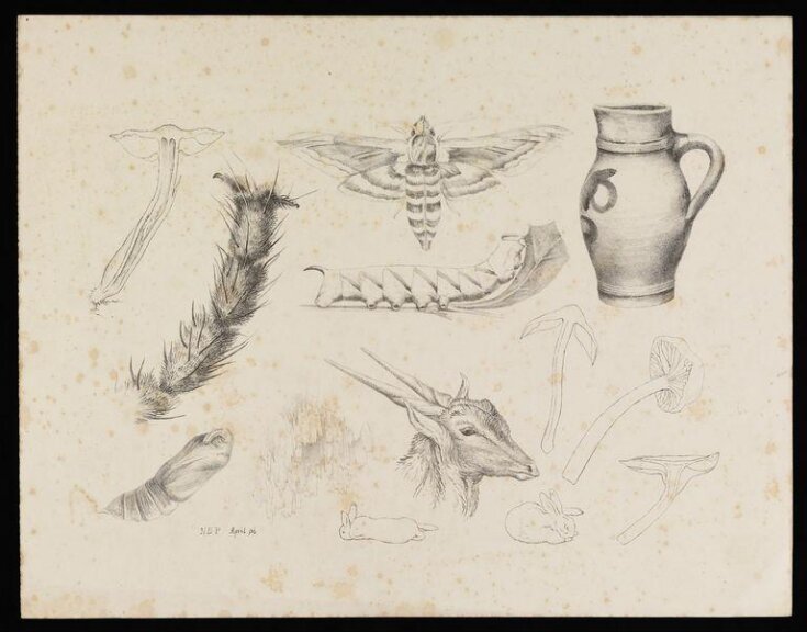 Lithograph with fungi, the magnified leg of a fly, studies of a privet hawk moth and its life-cycle, a jug, a gazelle's head and rabbits top image