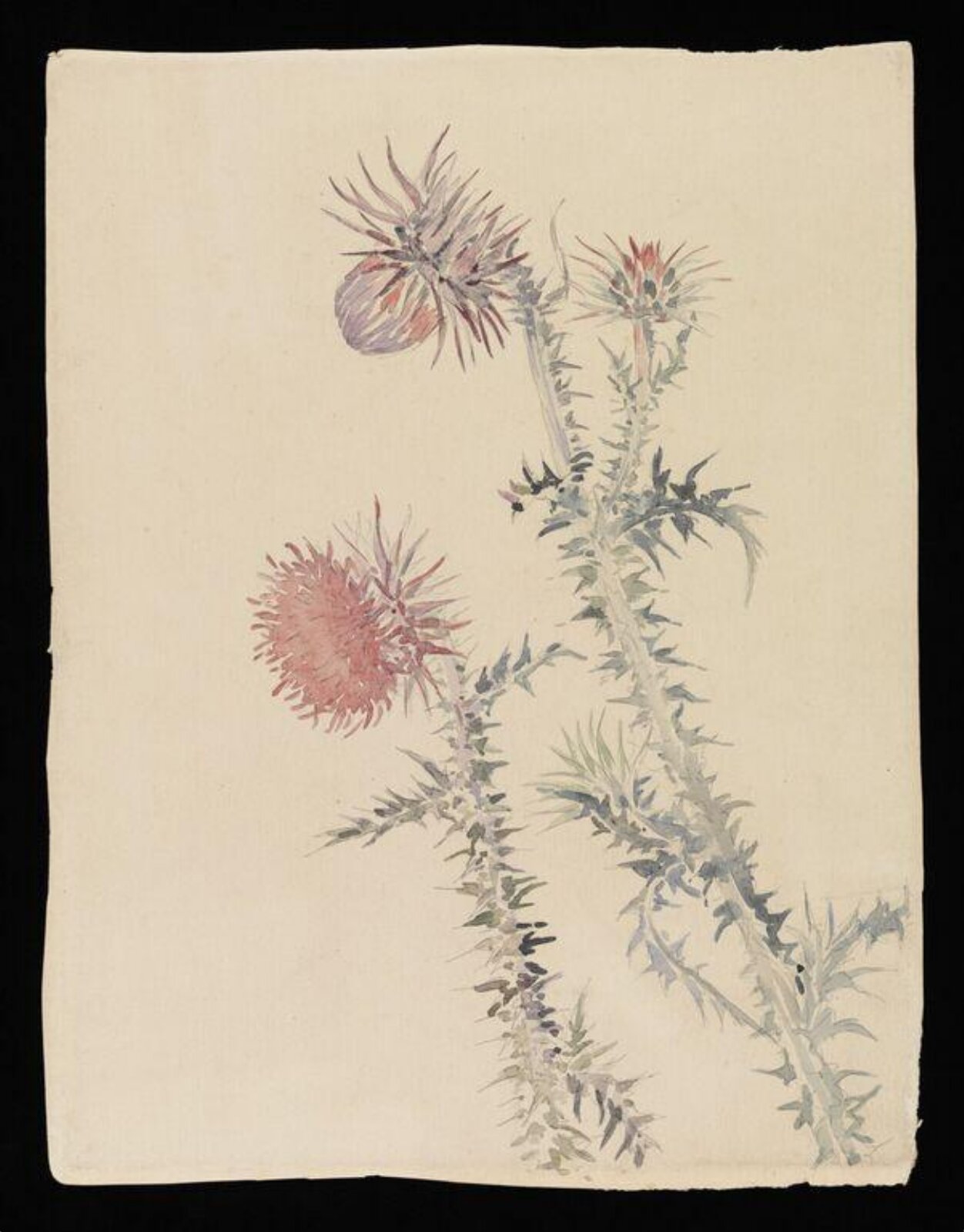 Two pink thistle plants, Beatrix Potter, late 19th century