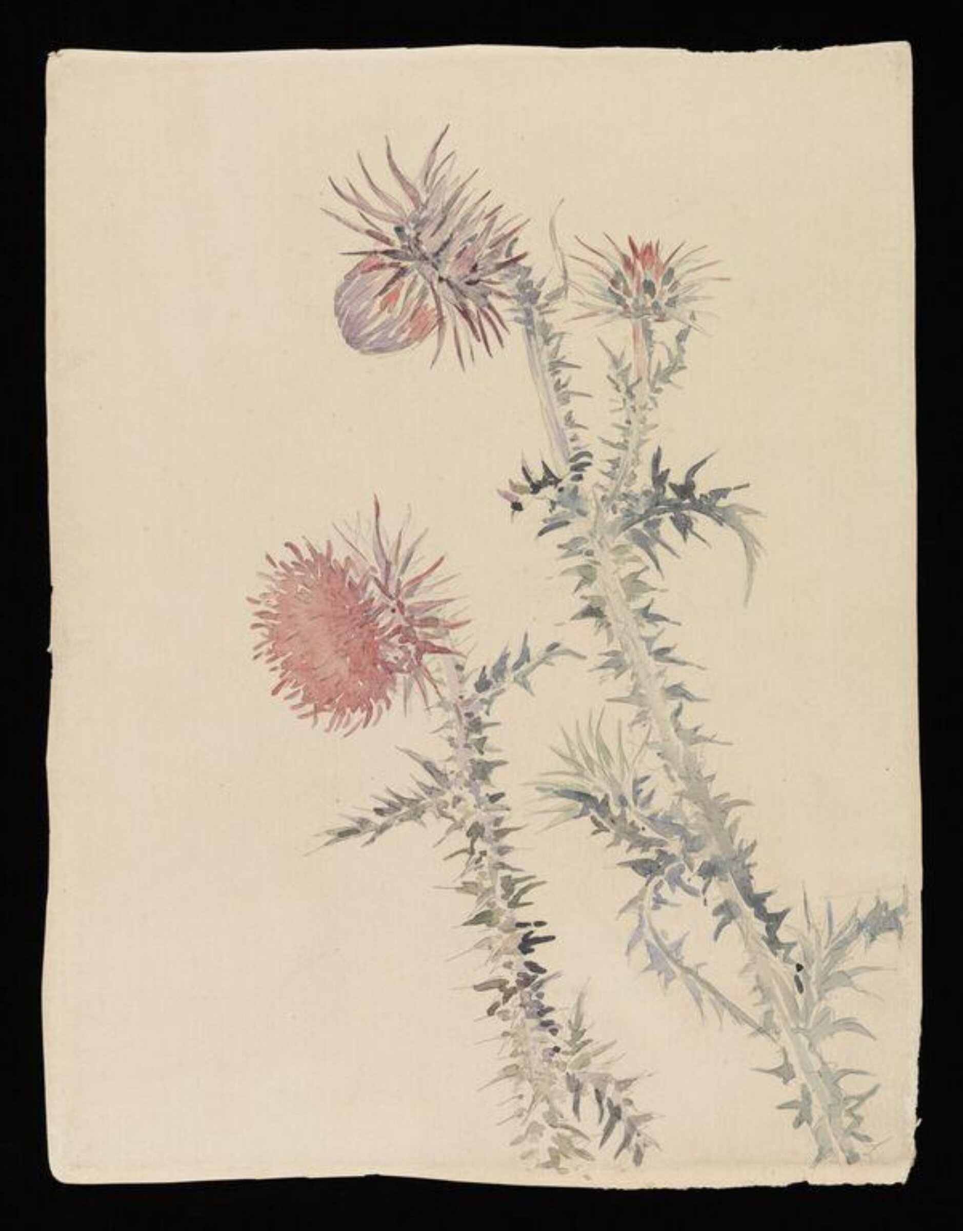 Two pink thistle plants, Beatrix Potter, late 19th century