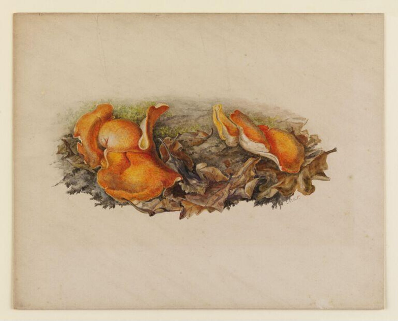 Watercolour, Beatrix Potter, October 1893