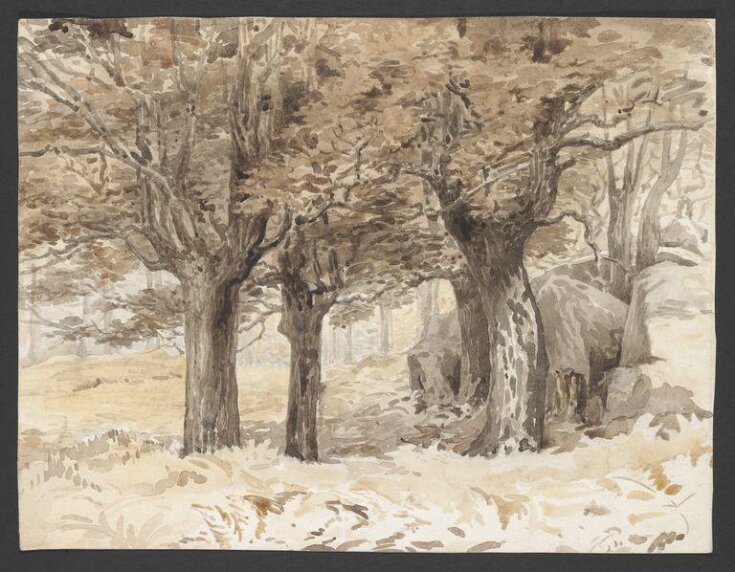 Forest scene with bracken and boulders top image