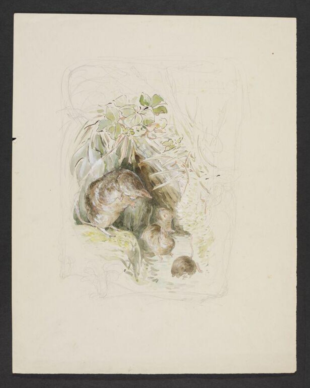 Watercolour, Beatrix Potter, ca. 1905