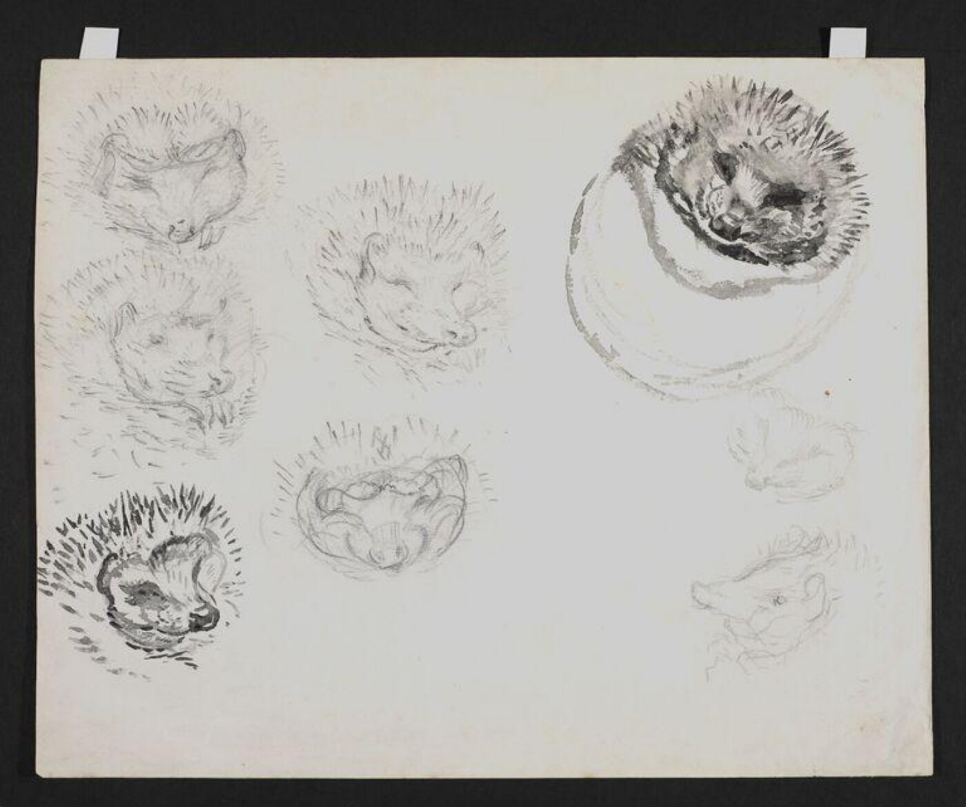 Potter, Beatrix, Drawing