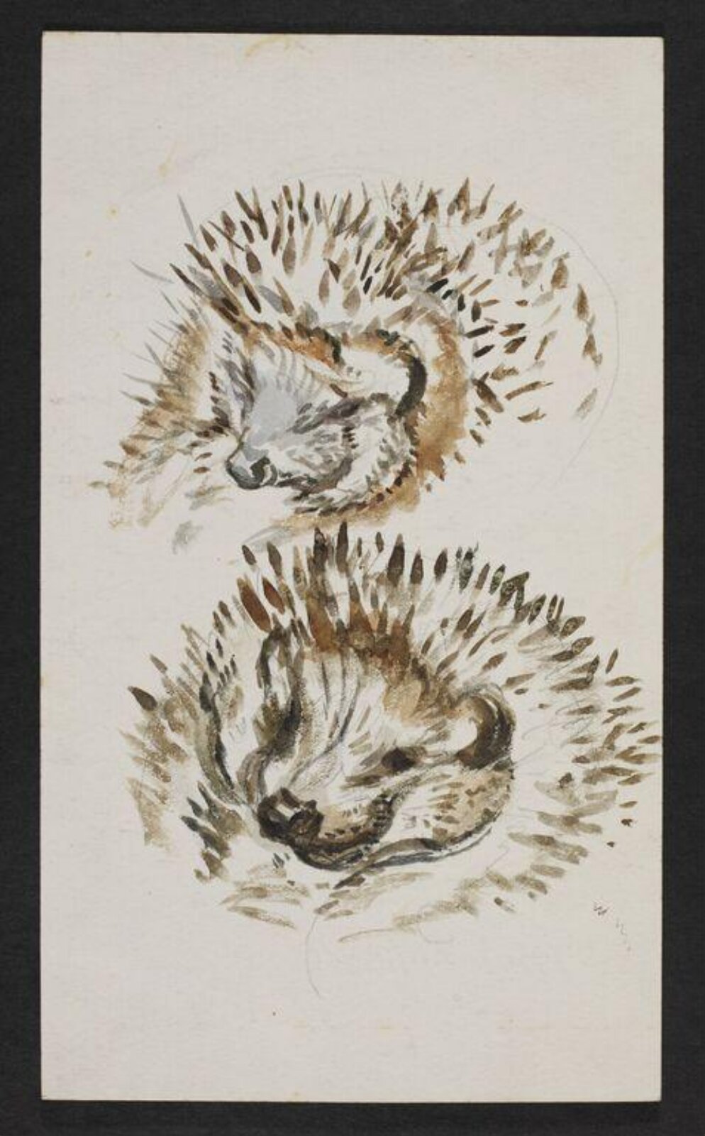 Watercolour, Beatrix Potter, ca. 1904-5