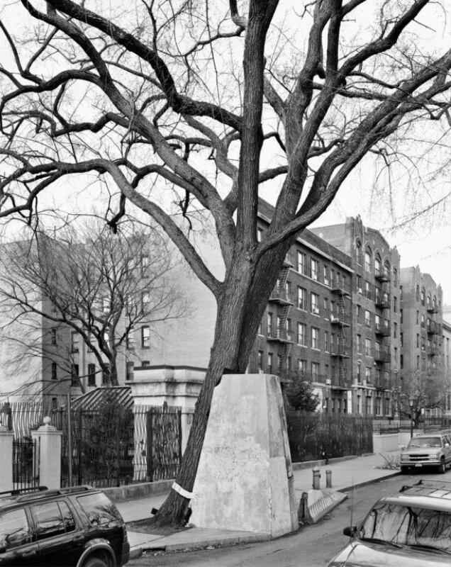 American Elm, Eastern Parkway, Brooklyn