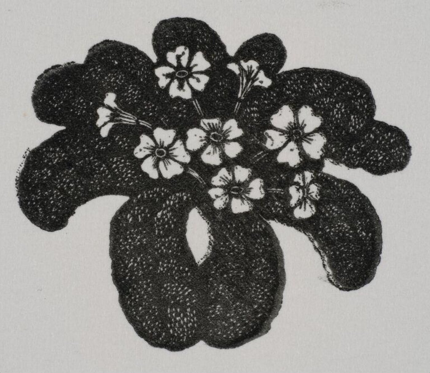 Hilary Paynter, Primroses