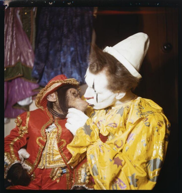 clown kissing chimpanzee top image