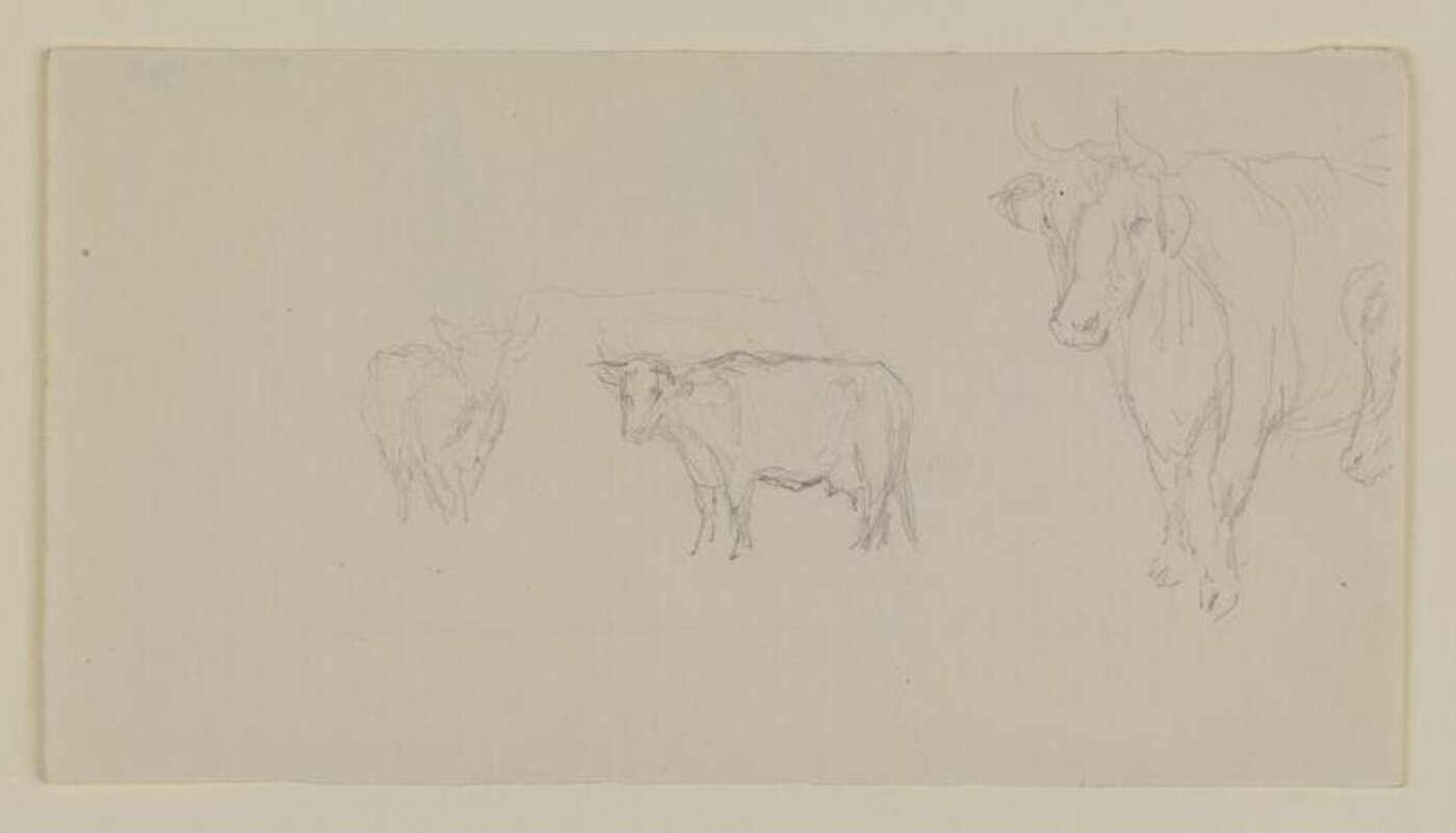 Potter, Beatrix, drawing