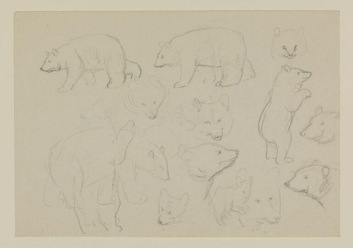 Potter, Beatrix, drawing