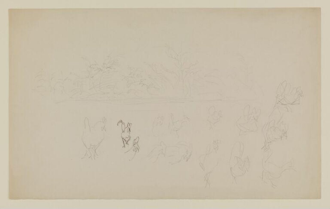 Potter, Beatrix, drawing