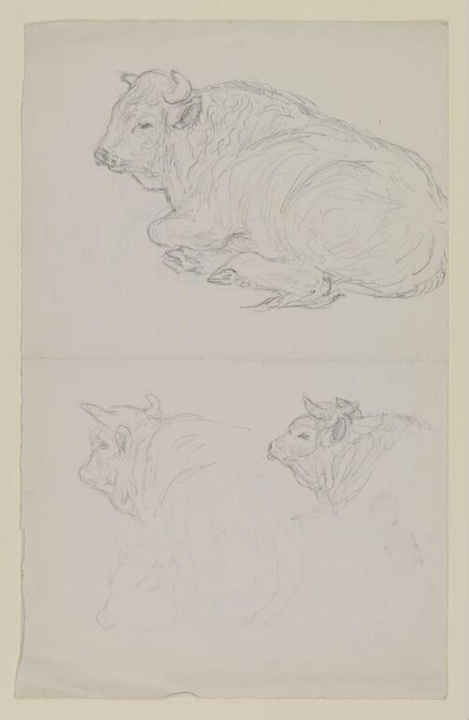 Potter, Beatrix, drawing