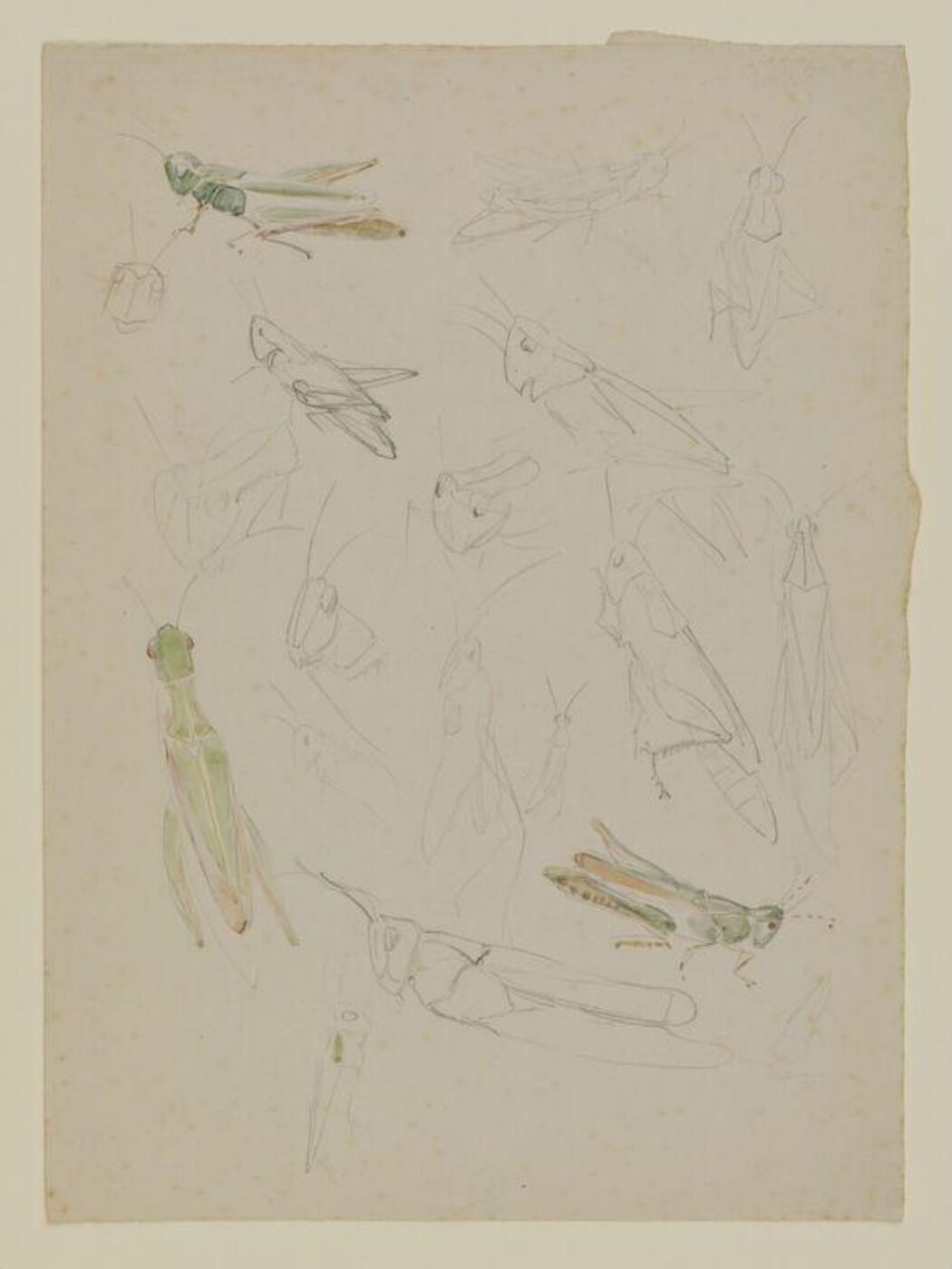 Potter, Beatrix, Drawing