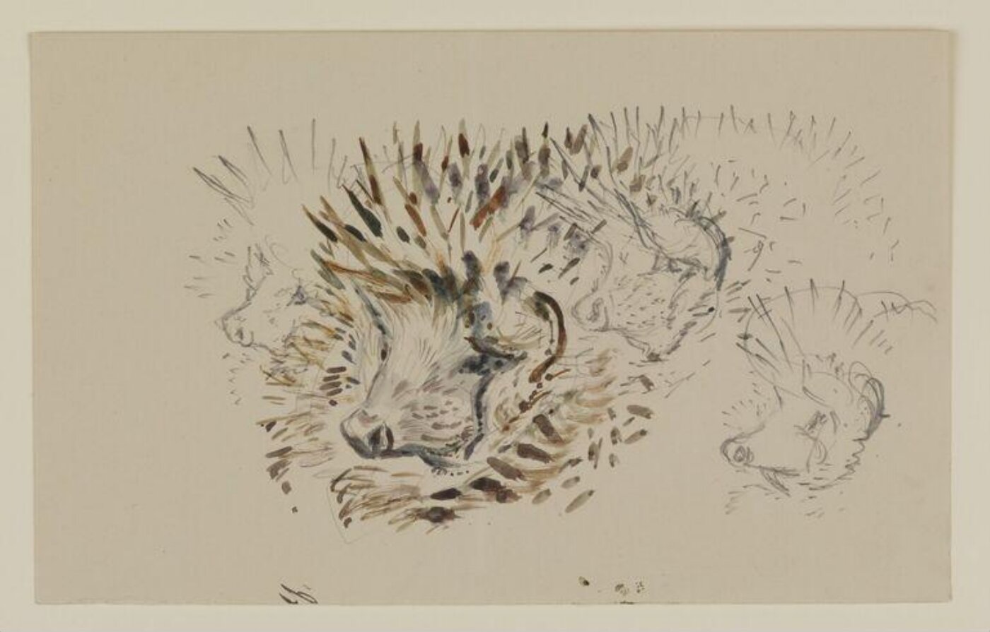 Potter, Beatrix, Drawing
