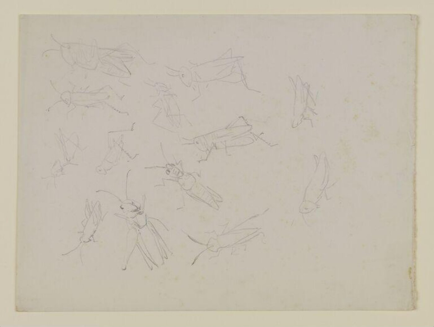 Potter, Beatrix, drawing
