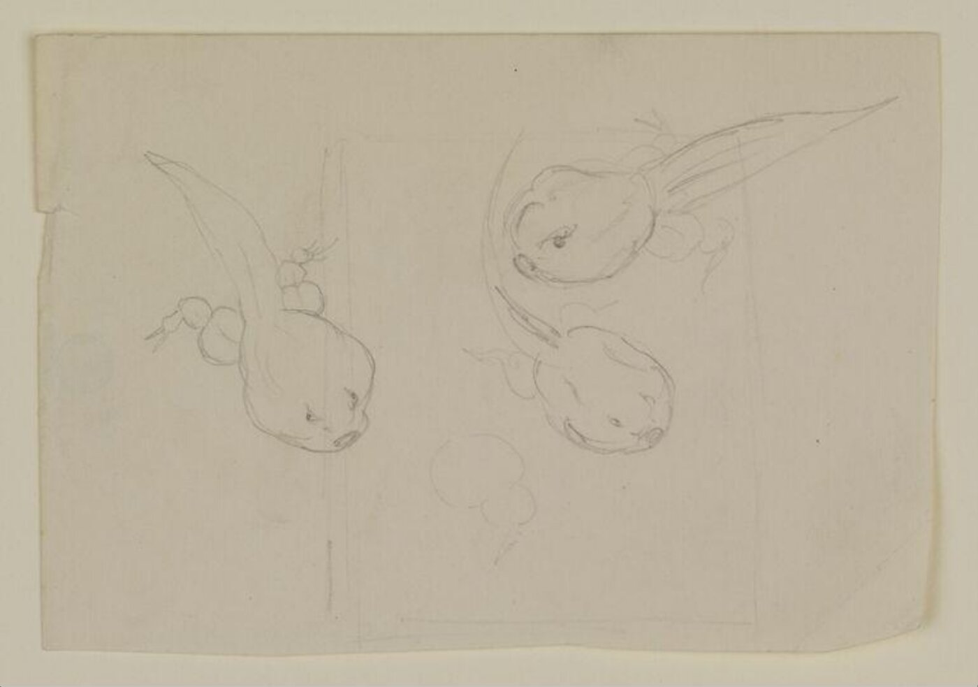 Potter, Beatrix, drawing