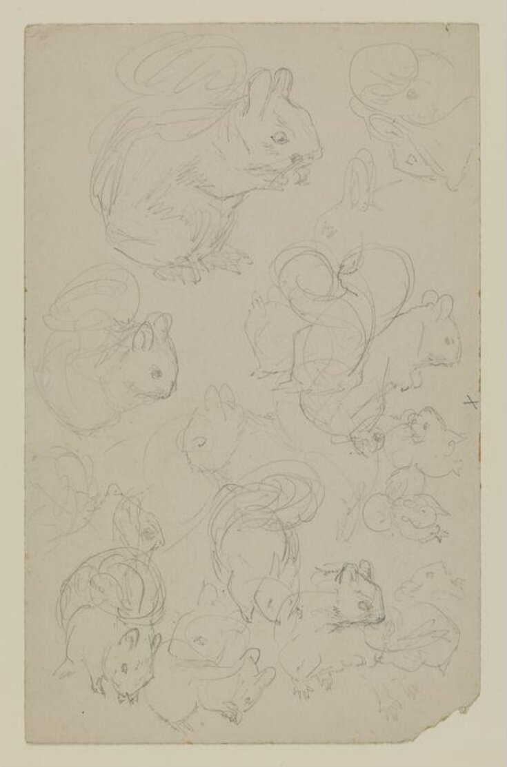 Sketches of a squirrel top image