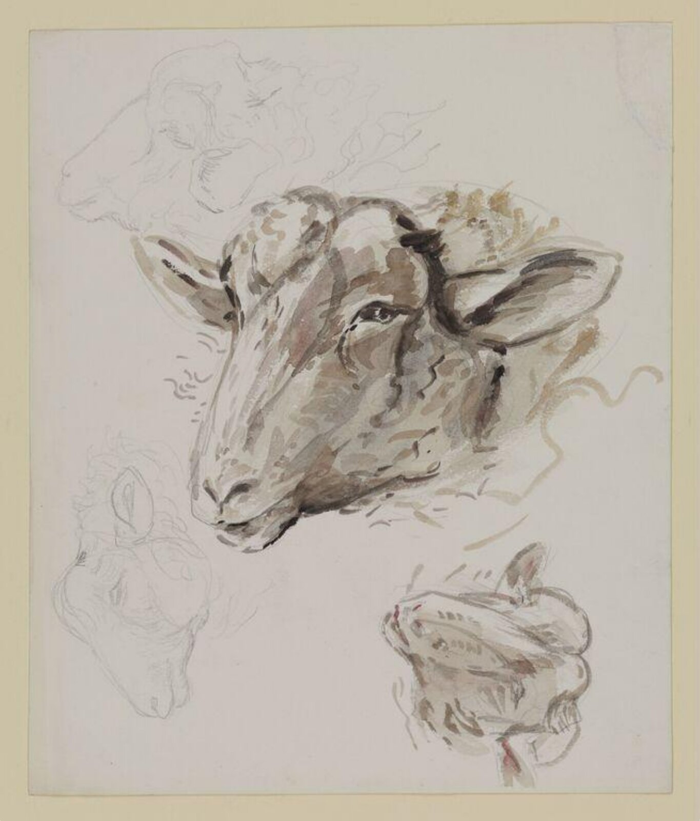 Studies of a sheep's head, Beatrix Potter, ca. 1905-1913