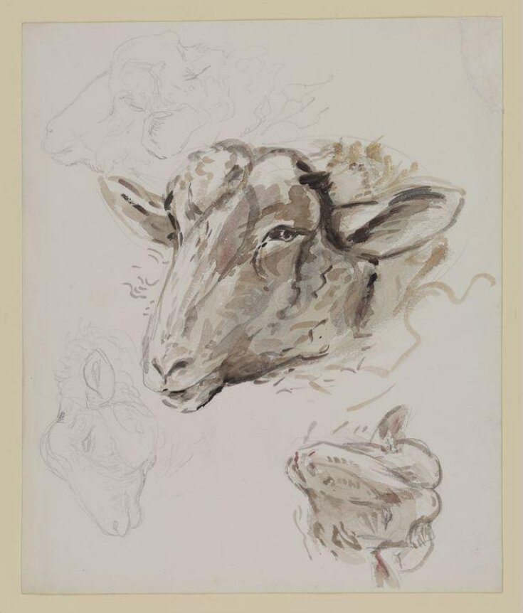 Studies of a sheep's head top image