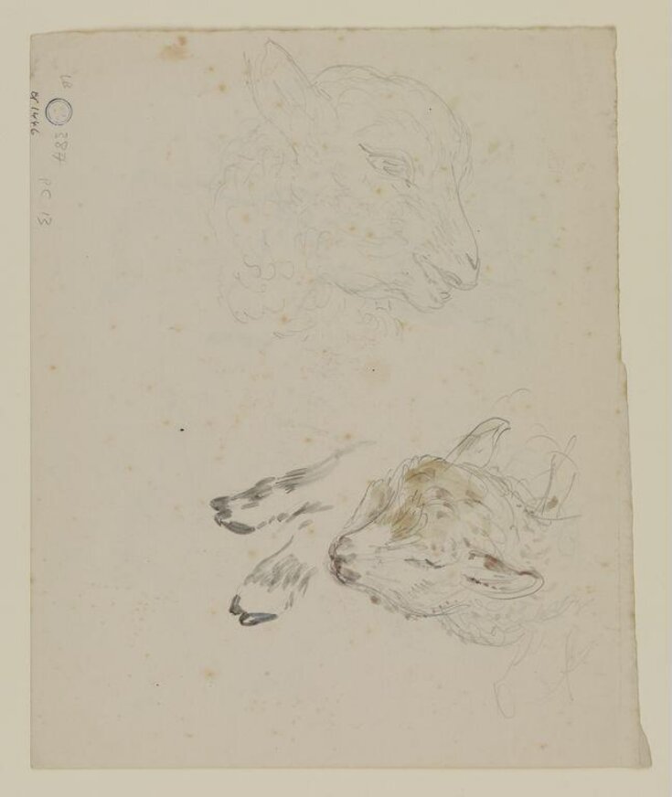 Studies of a lamb | Beatrix Potter | V&A Explore The Collections