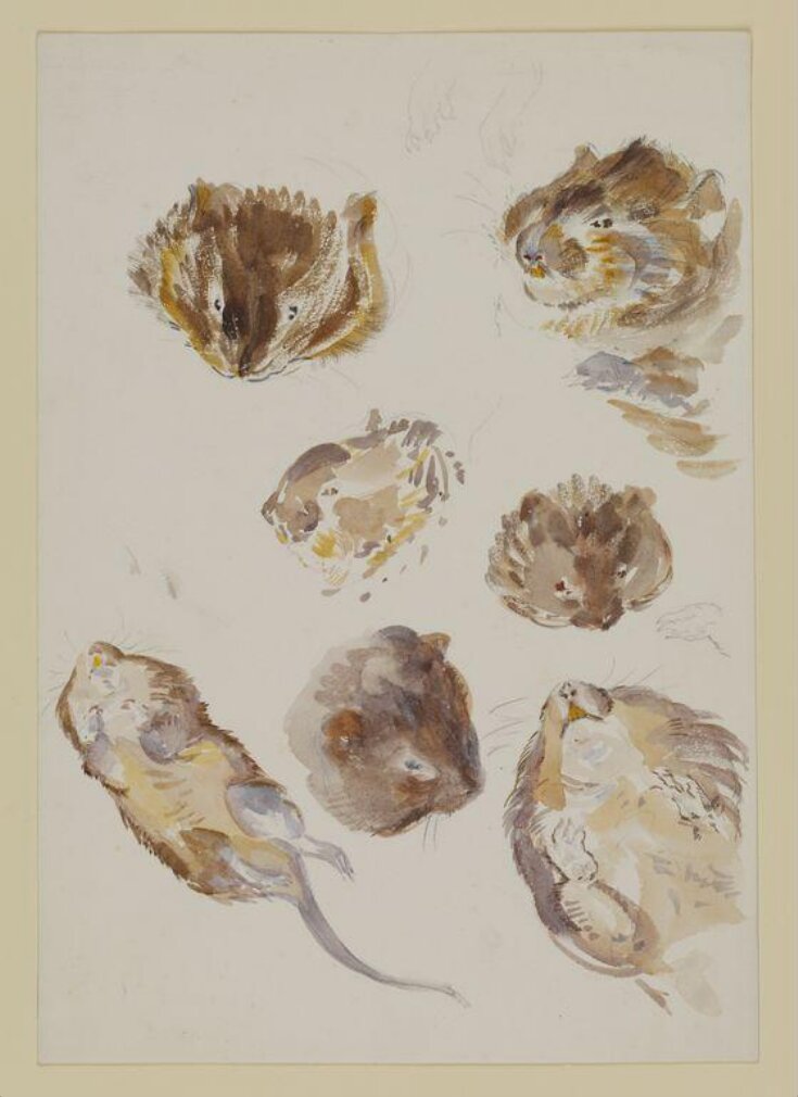 Studies of a field vole top image