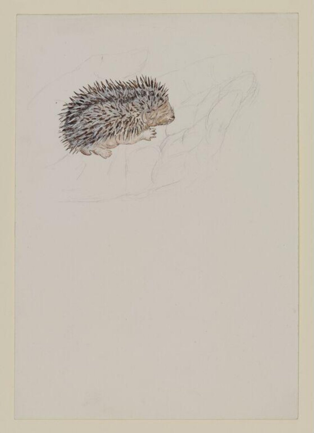 Potter, Beatrix, Drawing