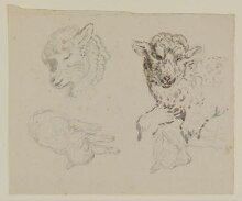 Studies of a lamb thumbnail 1