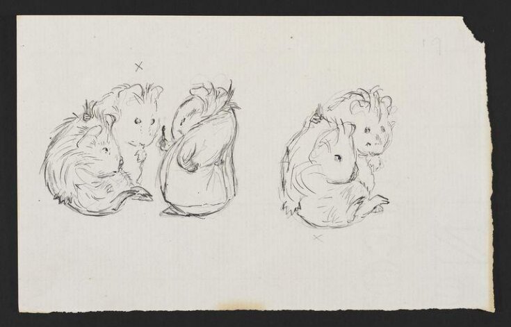 Studies of guinea pigs for a picture story top image
