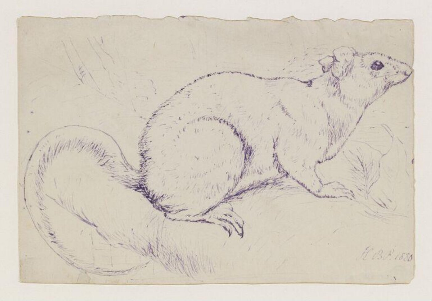 Potter, Beatrix, Opossum mouse or flying mouse