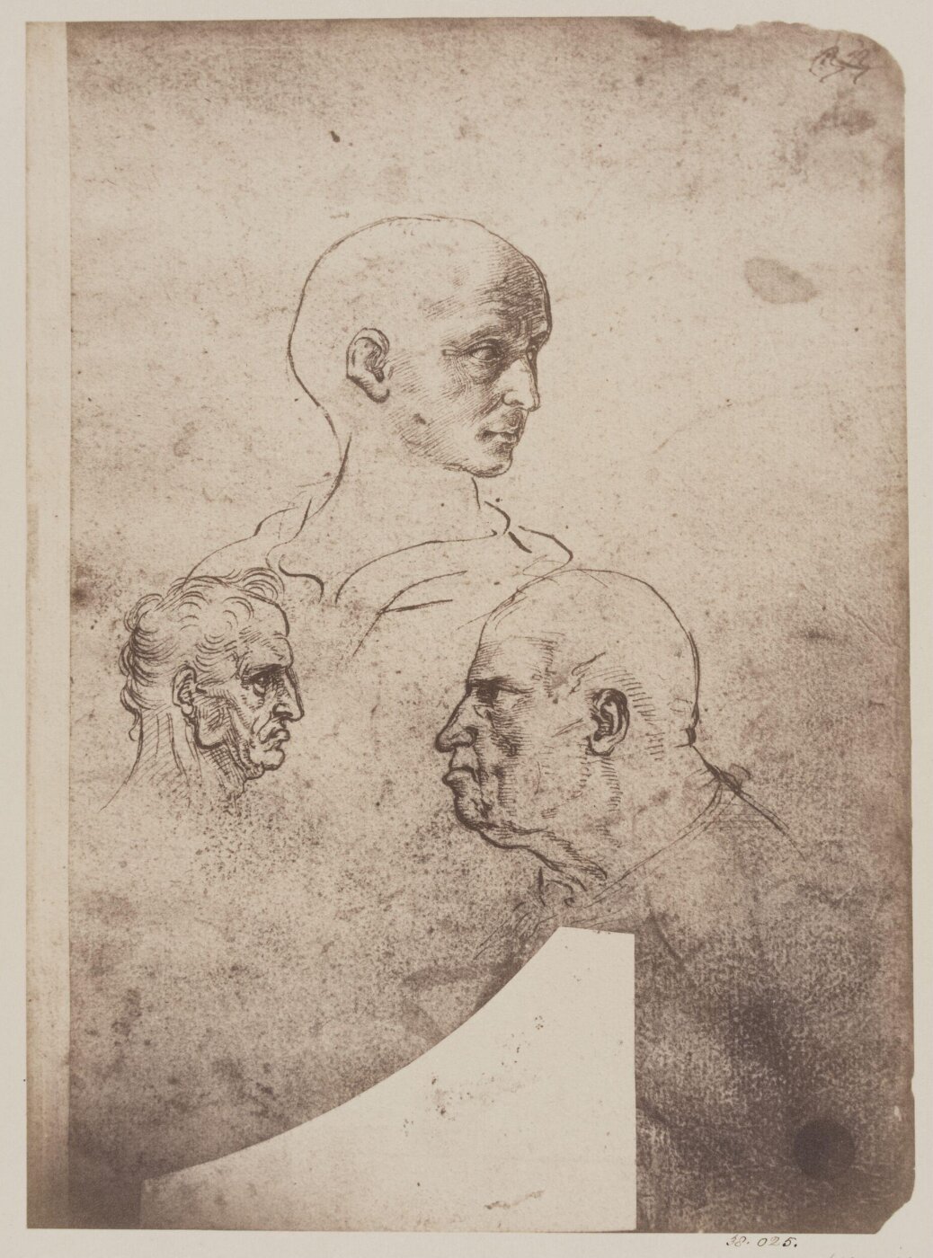 Fratelli Alinari, Studies of male heads