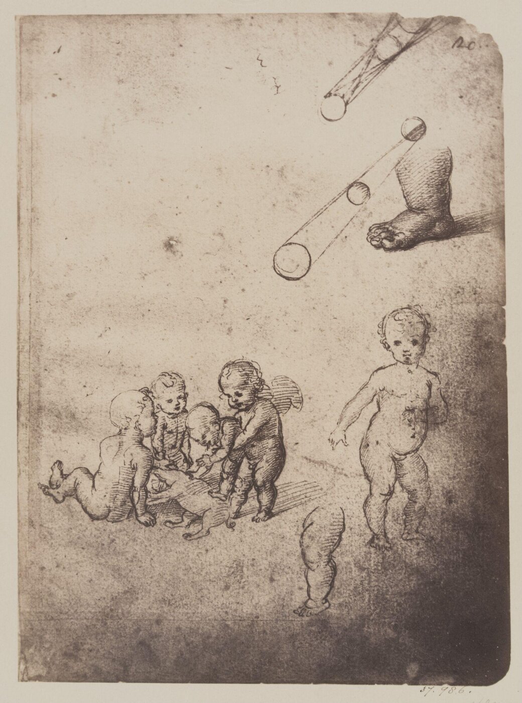 Fratelli Alinari, Studies of Amorini