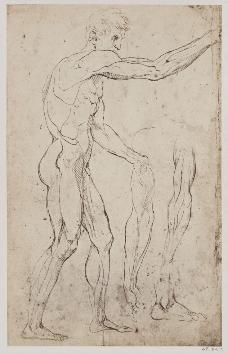 Anatomical study of a male figure, and also two arms and a foot top image