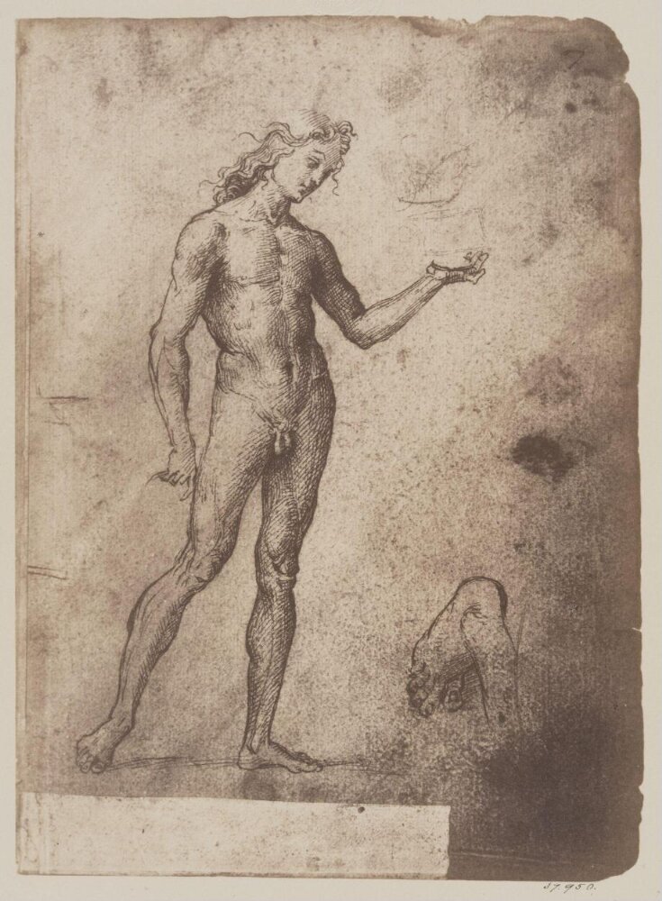 Study of a nude male figure image