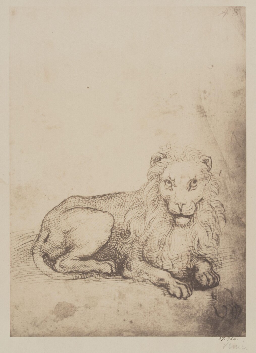 Fratelli Alinari, A lion lying down