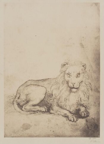 A lion lying down