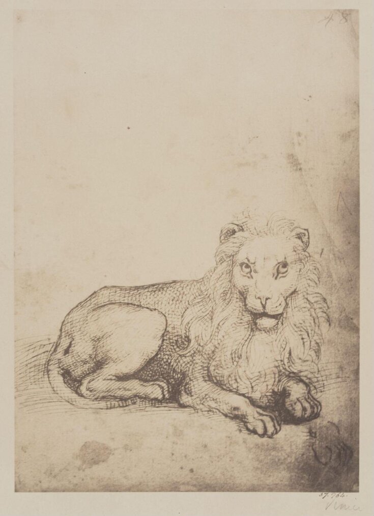 A lion lying down top image