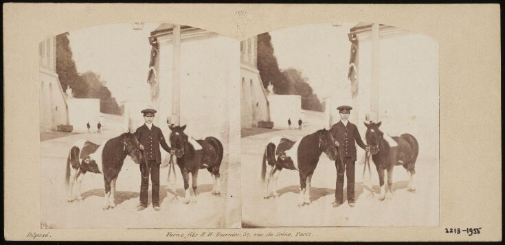 Arlequin and Polichinel, Ponies belonging to His Highness the Imperial Prince top image