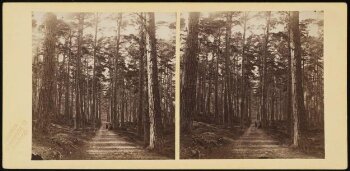 Stereoscopic albumen print of Ballochbuie Forest near Braemar 