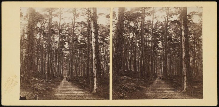 Stereoscopic albumen print of Ballochbuie Forest near Braemar  top image