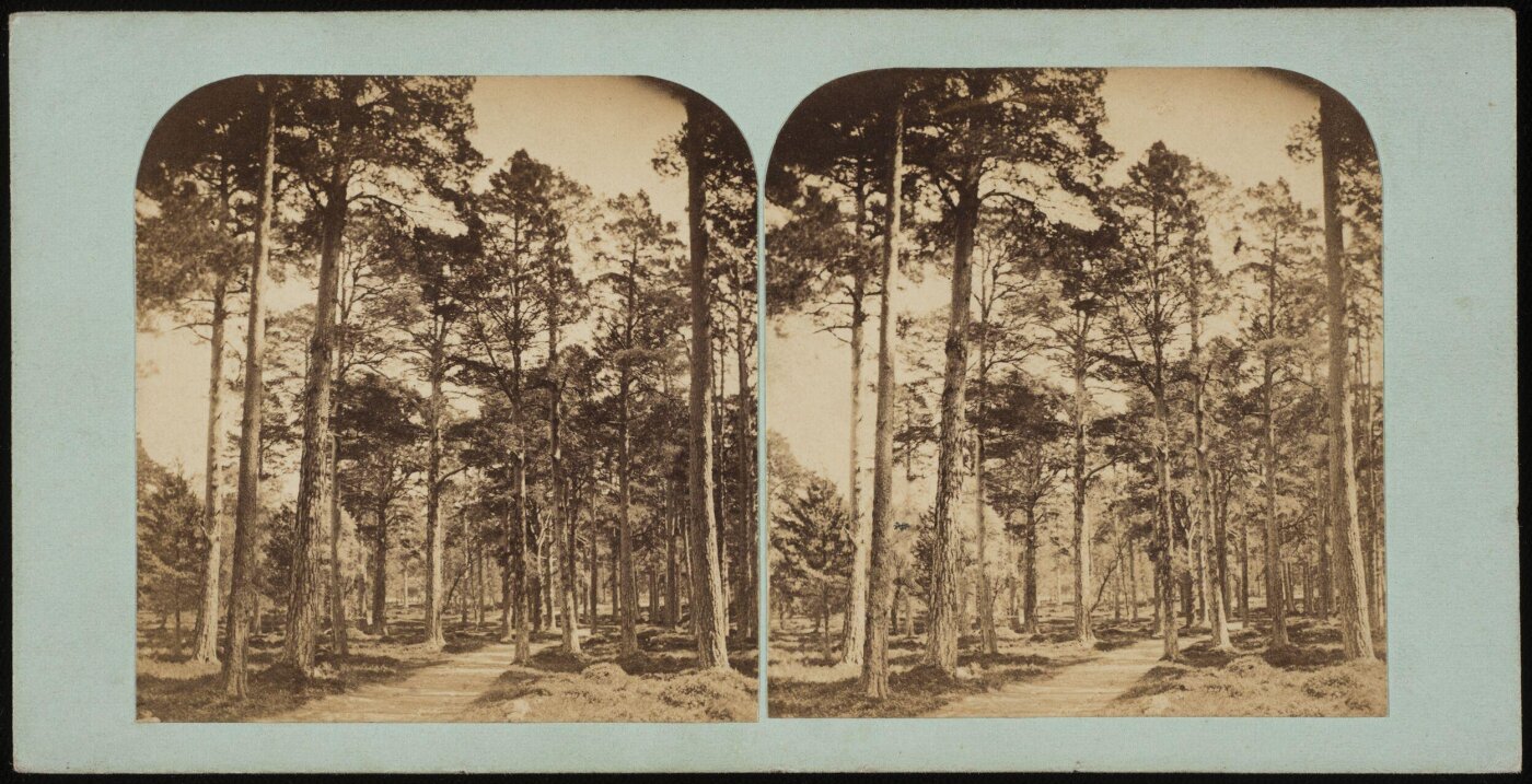 Unknown, Stereoscopic photograph of Ballochbuie forest