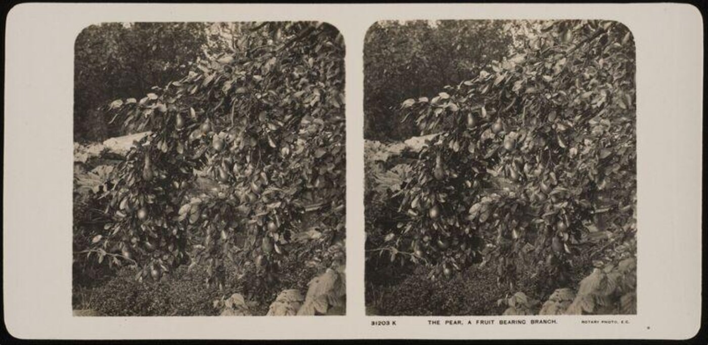 Unknown, The Pear, a fruit bearing branch