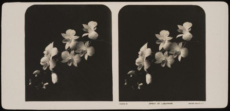 White Lilies top image