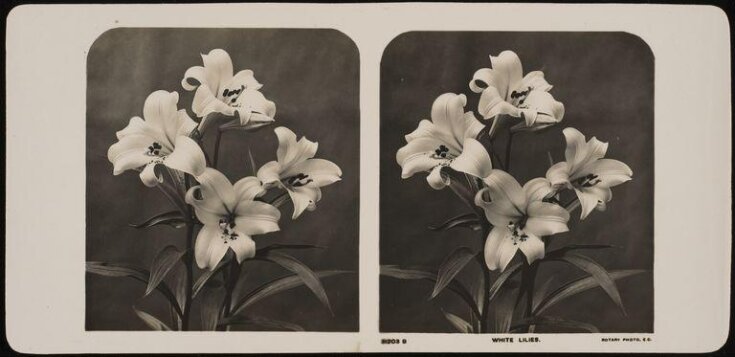 White Lilies top image