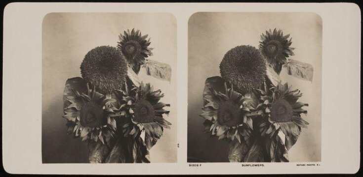 Sunflowers image